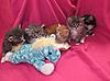 We have Babies-kittens-28-05-2011-085.jpg