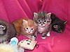 We have Babies-kittens-28-05-2011-091.jpg