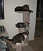 Stack of cats-stack-30.4.jpg