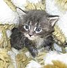 We have Babies-aakittens-03-06-2011-017.jpg