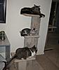 Stack of cats-stack-30.4.2.jpg