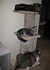 Stack of cats-stack-30.4.3.jpg