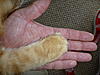 Paws for thought-p1010460.jpg