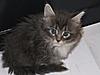 We have Babies-kittens-015.jpg