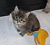 We have Babies-kittens-031.jpg