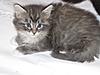 We have Babies-kittens-007.jpg