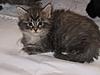 We have Babies-kittens-020.jpg