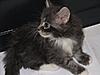 We have Babies-kittens-014.jpg