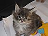 We have Babies-kittens-016.jpg