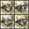 We have Babies-kittens2.jpg