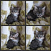 We have Babies-kittens3.jpg