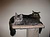 Stack of cats-zack-2.5.jpg