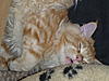 Caturday Cuteness-p1010681.jpg