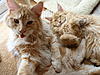 Caturday Cuteness-p1010684.jpg