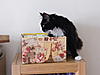 Winston likes to help me with my Postcrossing Hobby-winston1.jpg