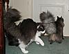 Tails!-cats-tails.jpg