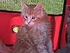 We have Babies-kittensgarden-032.jpg