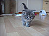 New arrival-gypsy-31days-1.jpg