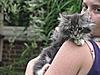 We have Babies-cats-126.jpg