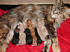 New arrival-saffis-litter-1.jpg