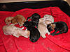 New arrival-saffis-litter-2.jpg