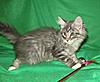 We have Babies-uk-cats-098.jpg