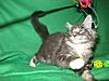 We have Babies-uk-cats-112.jpg