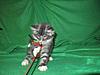 We have Babies-uk-cats-126.jpg