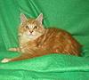 We have Babies-uk-cats-132.jpg