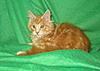 We have Babies-uk-cats-135.jpg