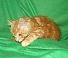 We have Babies-uk-cats-142.jpg