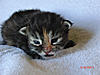 New arrival-rumba-day16.jpg