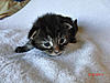 New arrival-samba-day16.jpg