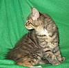 We have Babies-uk-cats-145.jpg