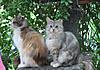 Corrigan and Mimi have babies-cats-004.jpg