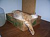 How to sleep in a box-image13.jpg