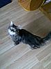 hotos oF Brian - and my other cats-223167_10150328054033923_763858922_9416448_1281201_n.jpg