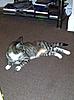 hotos oF Brian - and my other cats-249897_10150253238903923_763858922_8705372_3812348_n.jpg