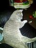 hotos oF Brian - and my other cats-226413_10150246815733923_763858922_8648109_3064117_n.jpg