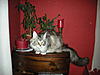 Bad litter tray habits - help needed!-dscn2371.jpg