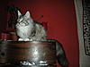 Bad litter tray habits - help needed!-dscn2372.jpg