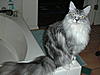 Bad litter tray habits - help needed!-dscn0214.jpg