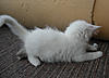 White Kitten: Decision Time!-herbie2.jpg