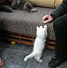 White Kitten: Decision Time!-herbie3.jpg