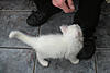 White Kitten: Decision Time!-herbie4.jpg