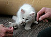 White Kitten: Decision Time!-herbie5.jpg