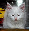 White Kitten: Decision Time!-herbie7.jpg