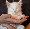 White Kitten: Decision Time!-herbie9.jpg