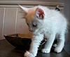 White Kitten: Decision Time!-herbie10.jpg