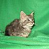 Corrigan and Mimi have babies-kitties-003.jpg